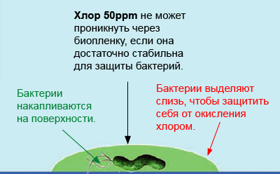 Как выживают бактерии в плавательном бассейне?
