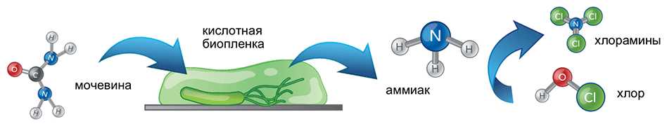 Водоподготовка бассейнов, находящиеся под биопленкой бактерии создают в фильтре очень кислотную среду, что способствует образованию трихлораминов.